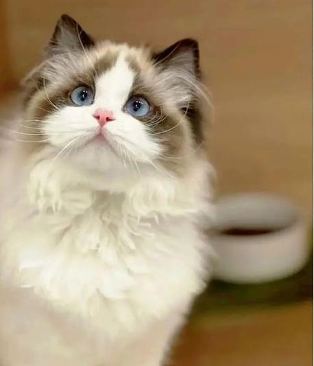 仿真猫叫声mp3图标