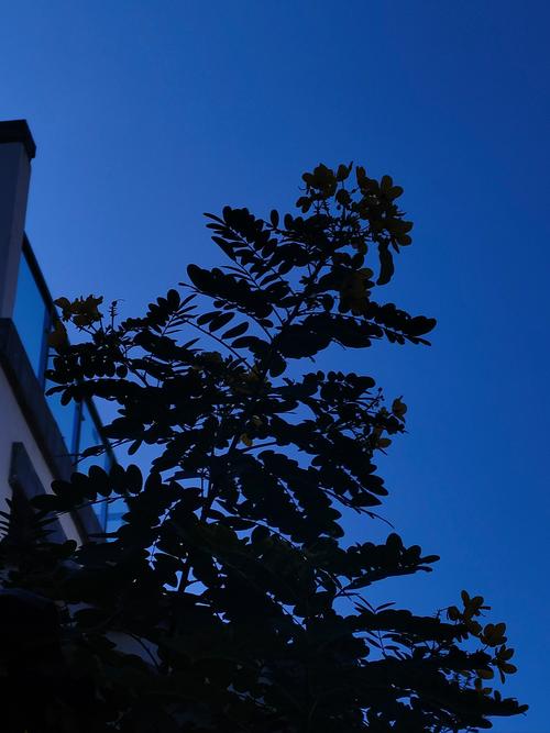 手机拍照片模糊怎么变清晰缩略图