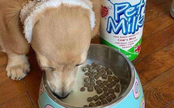 酸奶拌狗粮好吗缩略图