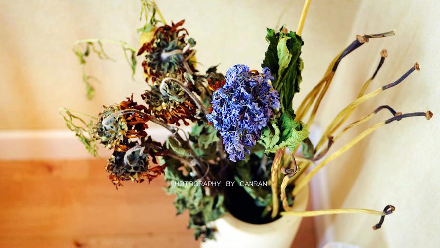 永不枯萎的花缩略图
