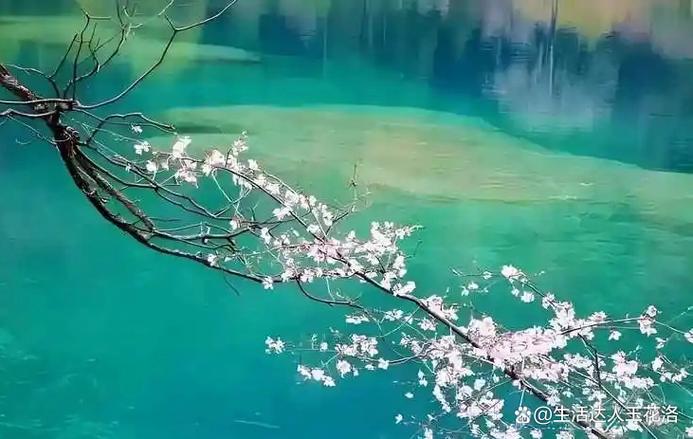 一陂春水绕花身全诗