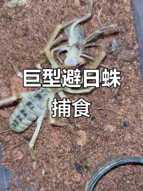 避日蛛VS巨型猎人蛛缩略图