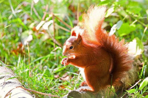 松鼠是鼠类吗图标