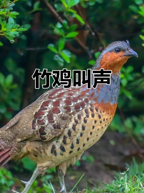 竹鸡叫声游戏截图