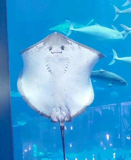 象鱼是海鱼吗