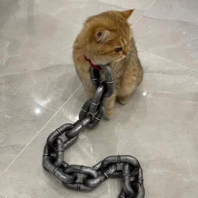 猫散养惯了突然关进笼子里图标