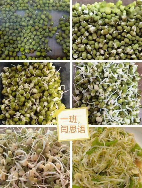豆芽菜是什么豆子的芽缩略图
