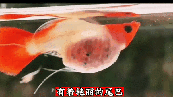 斗鱼沸腾的鹿缩略图
