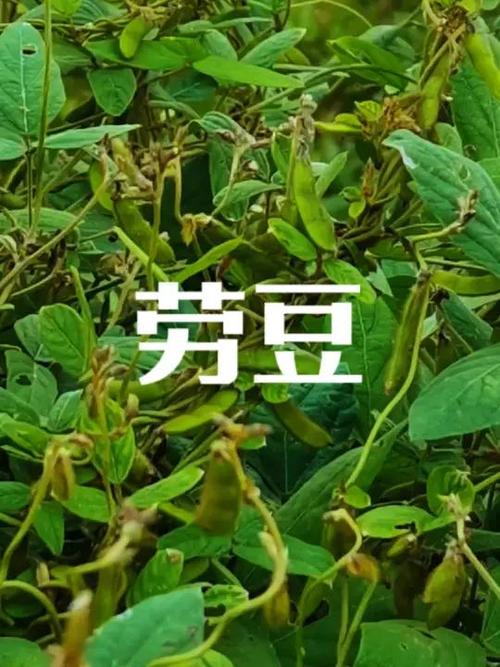 小毛豆图标