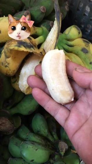 小米蕉黑了还能吃吗缩略图