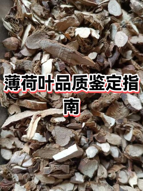 卜荷和薄荷的区分缩略图