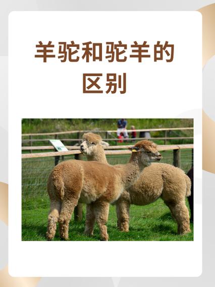 驼羊图片