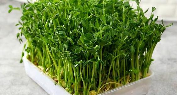豌豆苗种植方法缩略图