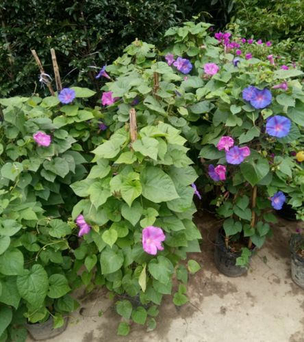 牵牛花盆栽图标