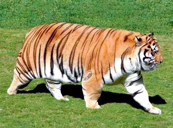《胖胖虎与瘦瘦猴》动画片
