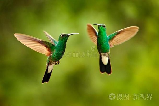 蜂鸟一生都在飞行吗