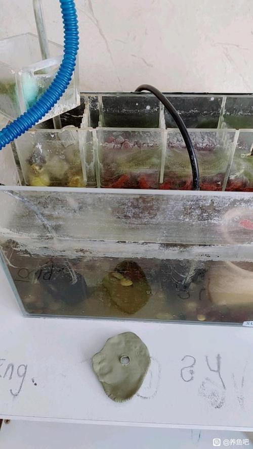 塑料鱼缸水垢清除妙招图标