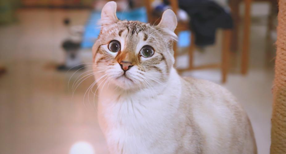 海兰德猫图标