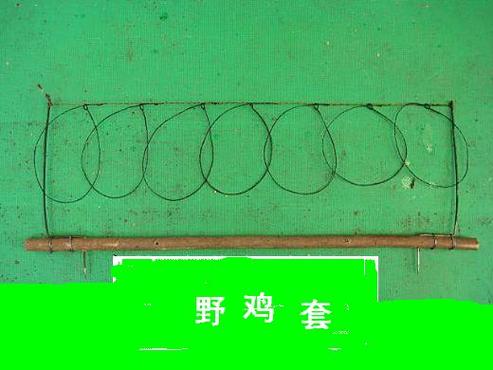 野鸡叫声大全诱捕器缩略图