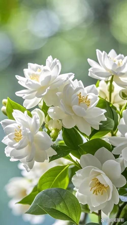 茉莉花的寓意缩略图