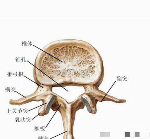 人体腰椎骨骼结构图缩略图