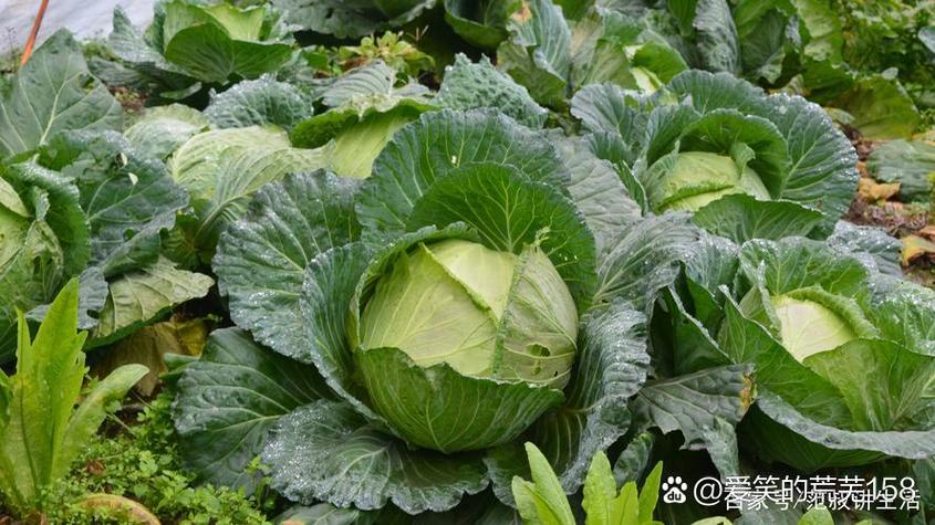 北方常见蔬菜20种图标