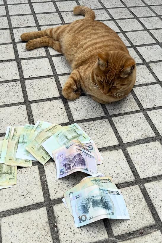 喂猫赚钱的软件叫什么缩略图