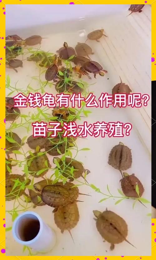 金钱龟图片识别
