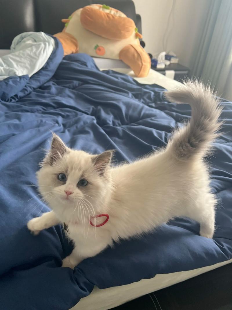 莱特猫贴吧游戏截图