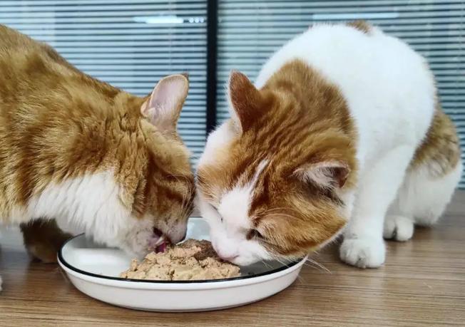 猫咪一天喂几次缩略图