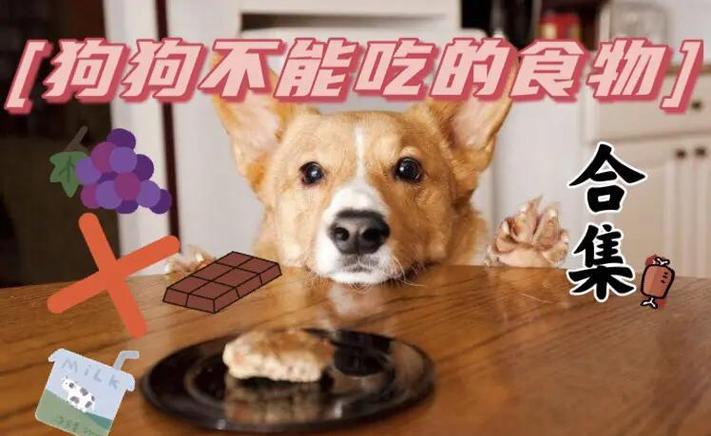 狗能吃草莓不?缩略图