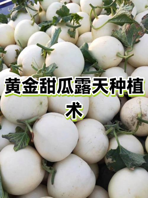 甜瓜营养价值及功效图标