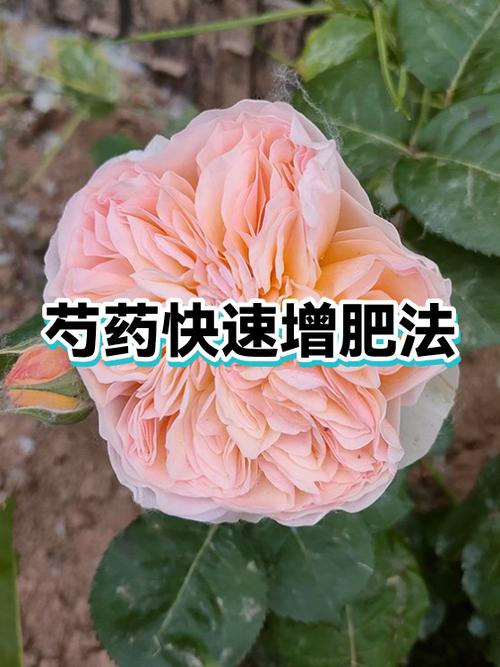 肥满化增肥育肥文图标