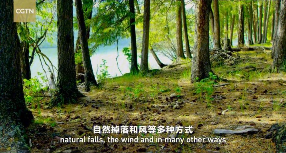 针叶林分布在什么地方