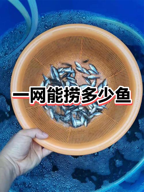 捞鱼图片大全价格缩略图