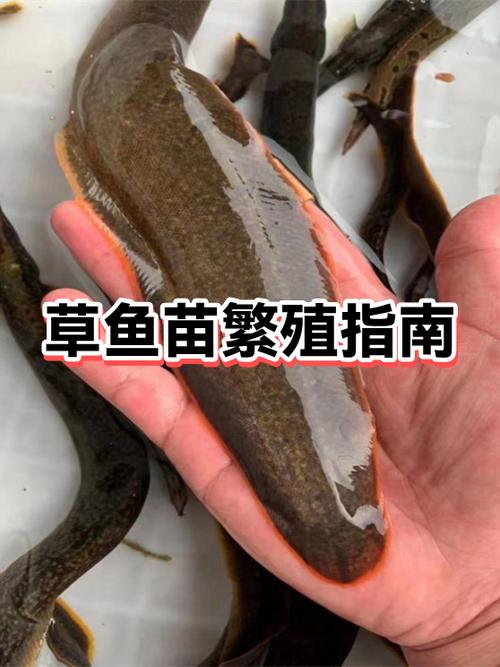 水库草鱼会自己繁殖吗
