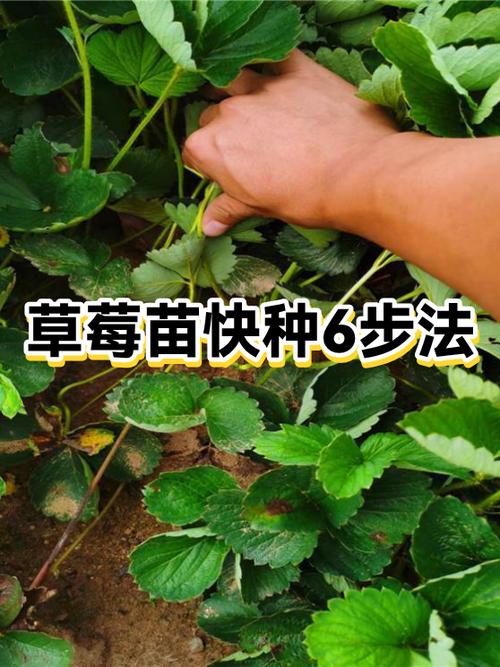 种草莓赚钱吗缩略图