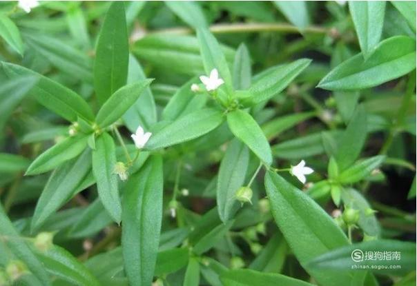 白花蛇舌草能长期吃吗