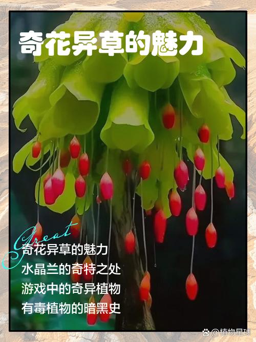 爬爬草的图片缩略图