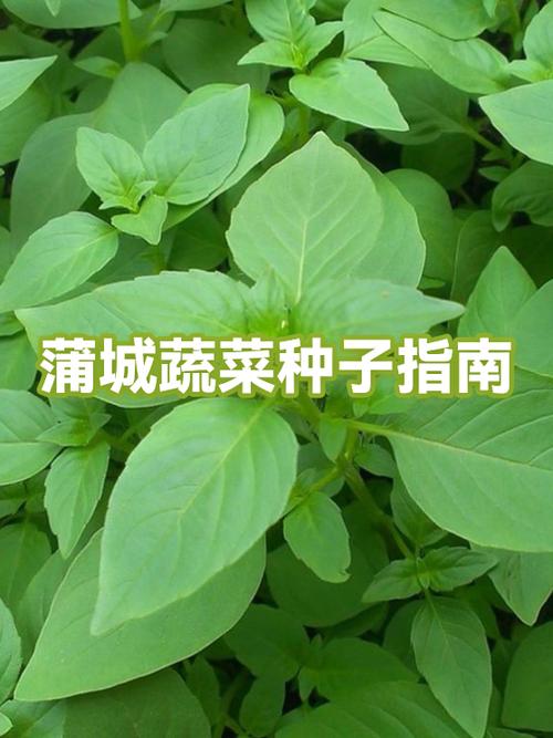 蔬菜种子图标