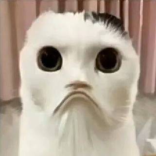 魔性猫咪表情包缩略图