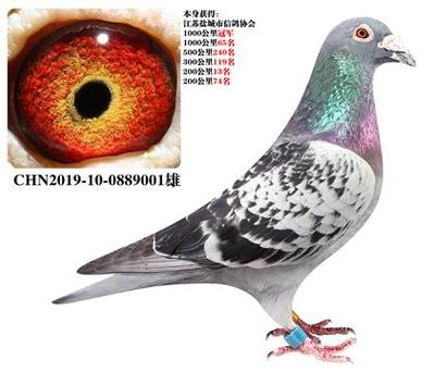 信鸽千公里成绩鸽子活一对