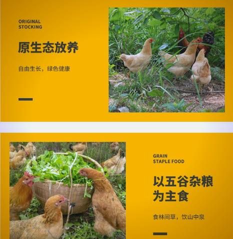 自家散养鸡广告缩略图