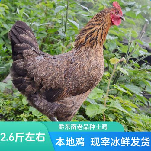贵州土鸡养殖基地游戏截图