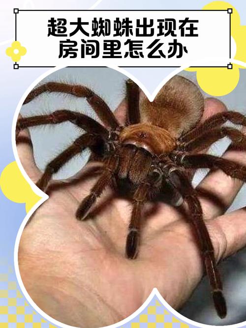 大蜘蛛最新病毒库图标