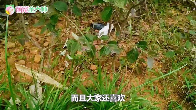 小仓鼠掉地下会摔死图标