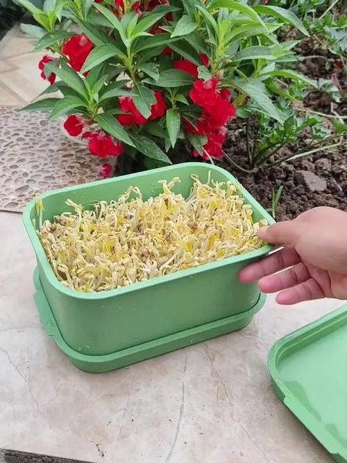 豆芽盒缩略图