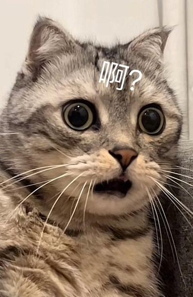 微信表情包的猫是什么猫图标
