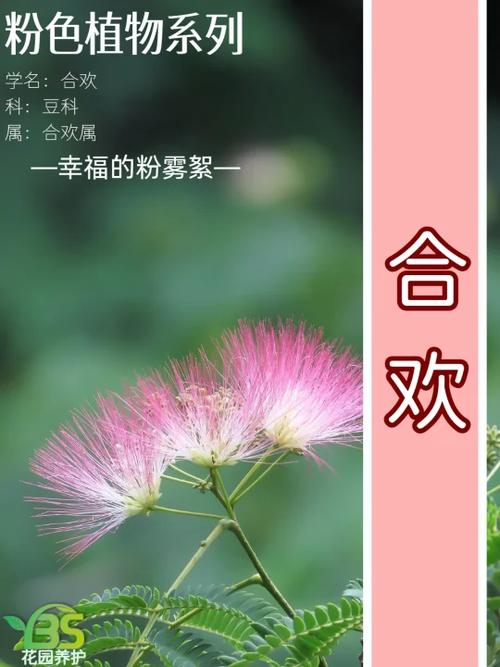 岁岁合欢by望舒小说缩略图