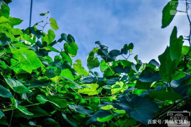 青色葡萄缩略图